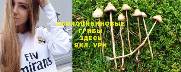 PSILOCYBIN Армянск